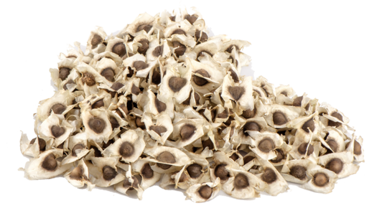 Semillas de moringa