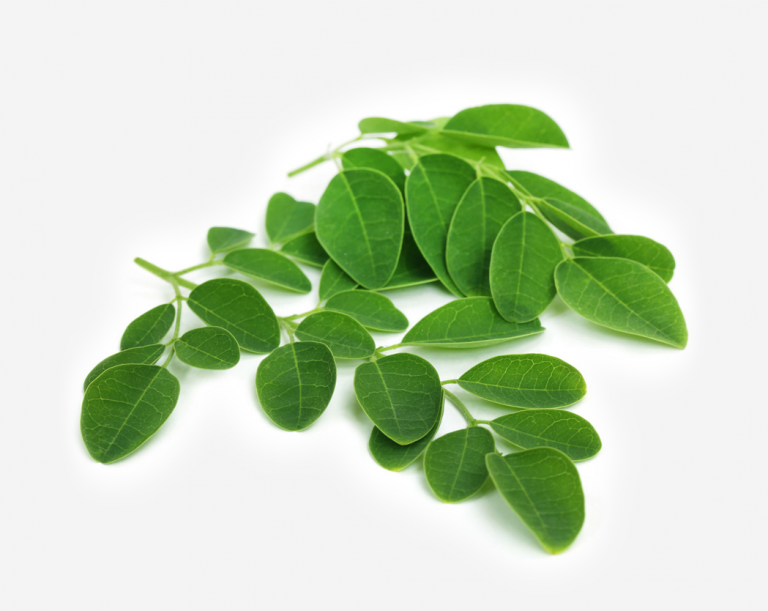 Hojas de moringa