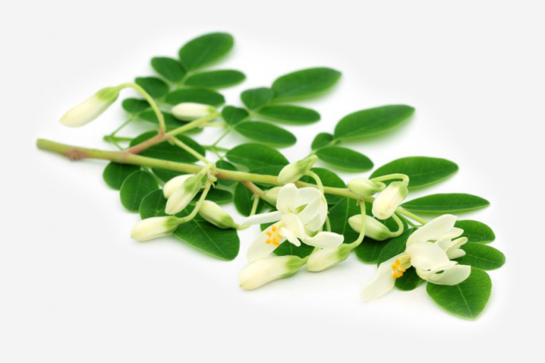 Flor y hojas de moringa