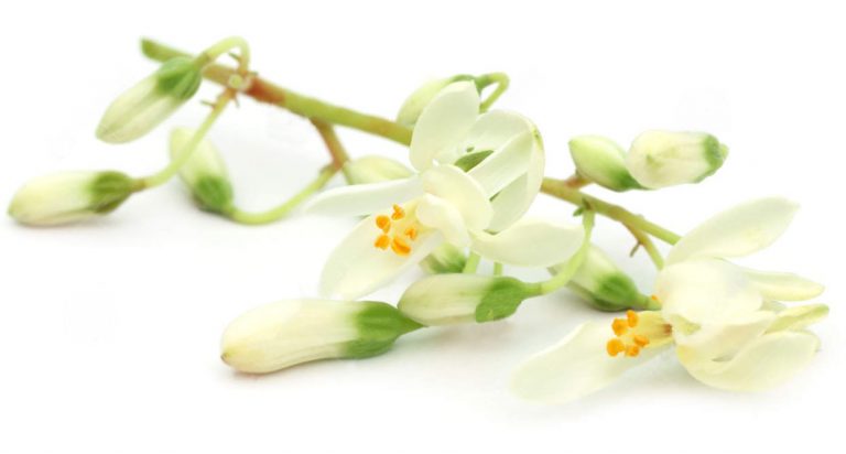 Flores de moringa